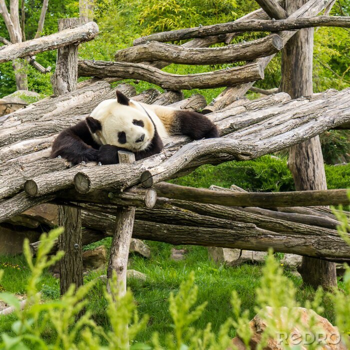 Fototapete Auf bällen ruhender panda