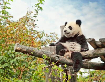 Fototapete Auf Baum sitzender Pandabär