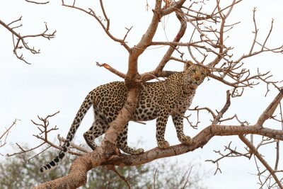 Fototapete Auf Baum stehender Leopard