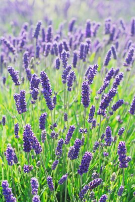 Fototapete Auf dem Feld blühender Lavendel