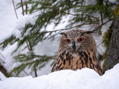 Fototapete auf dem Schnee sitzender Vogel