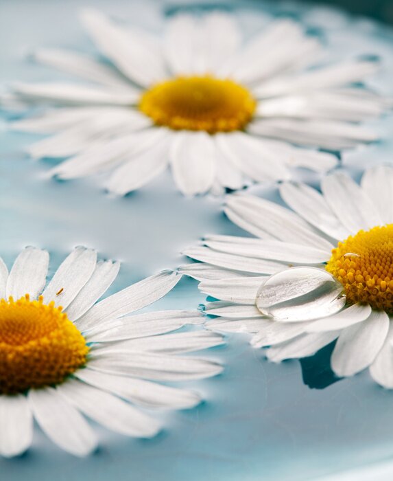 Fototapete Auf dem Wasser schwimmende Feldblumen