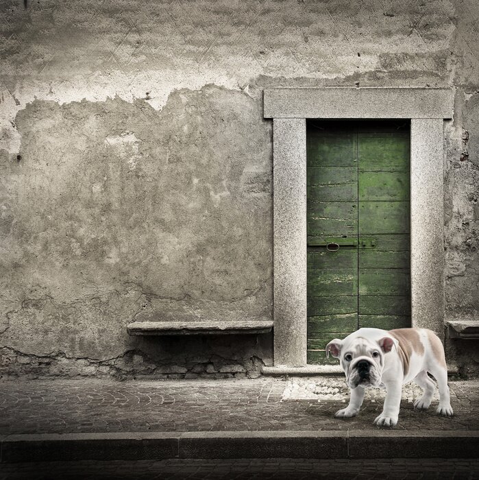 Fototapete Auf der Straße stehendes Tier