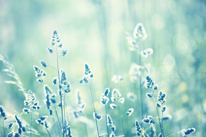 Fototapete Auf der Wiese Gras