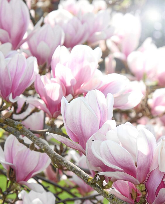 Fototapete Auf einem Ast blühende Magnolien