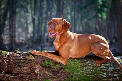 Auf einem Baumstamm liegender Hund