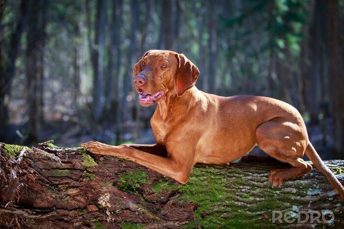 Fototapete Auf einem Baumstamm liegender Hund