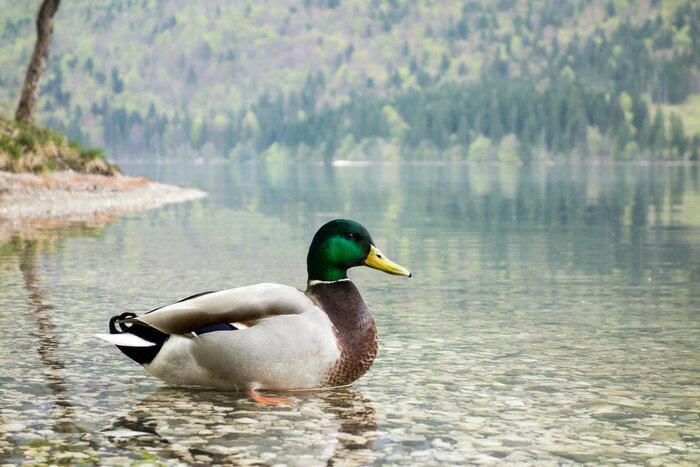 Fototapete Auf einem Bergsee schwimmende Ente