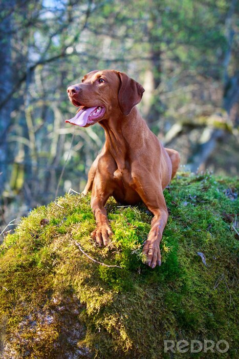 Fototapete Auf einem Stein liegender Hund