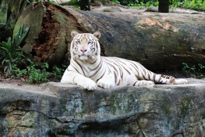 Fototapete Auf einem stein ruhender tiger