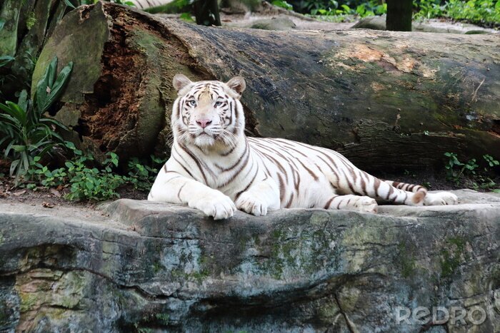 Fototapete Auf einem stein ruhender tiger