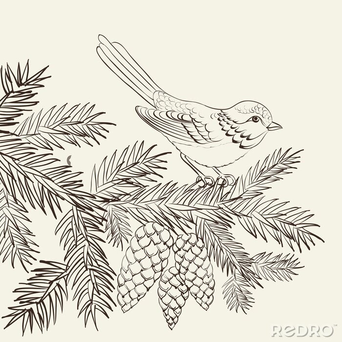 Fototapete auf einer Kiefer sitzender Vogel