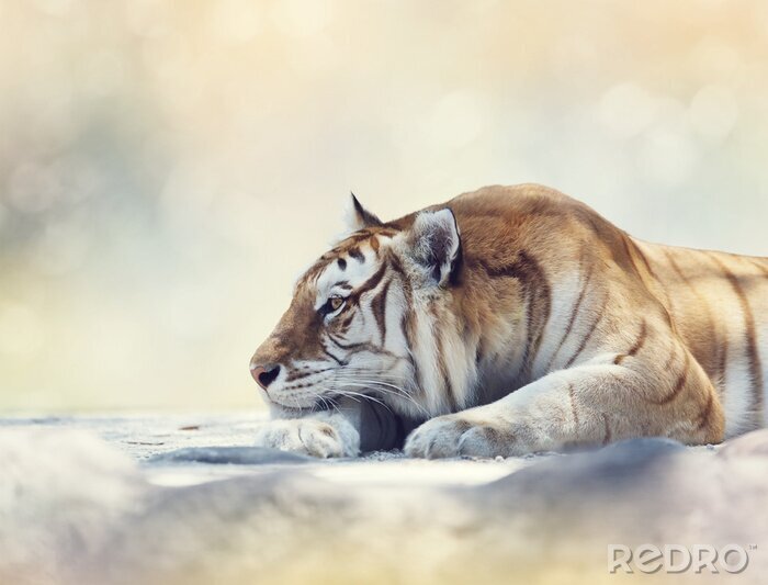 Fototapete Auf felsen ruhender tiger