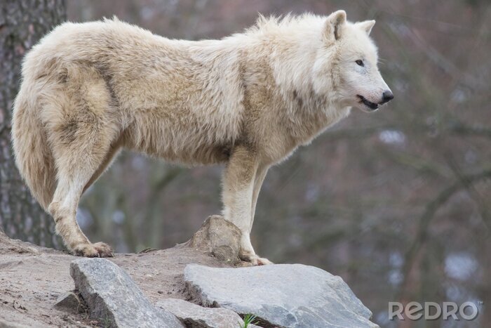 Fototapete Auf Felsen stehender weißer Wolf