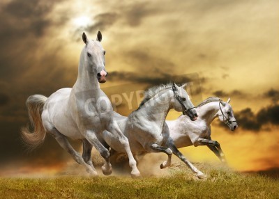 Fototapete Auf gras laufende pferde