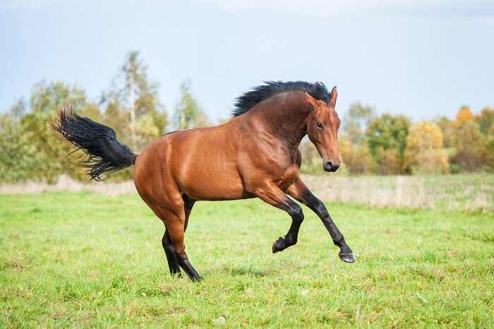 Fototapete Auf Gras laufendes Tier