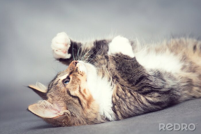 Fototapete auf grauem Hintergrund liegende Katze