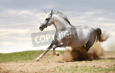 Fototapete Auf sand rennendes pferd