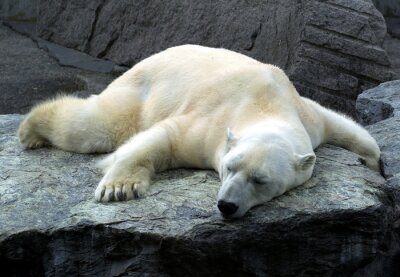 Fototapete Auf Stein schlafender Eisbär
