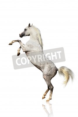 Fototapete Auf zwei beinen stehendes pferd