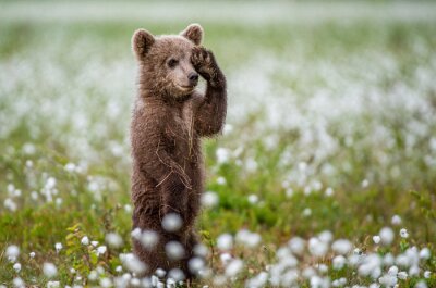 Fototapete Auf zwei Füßen stehendes Bärchen