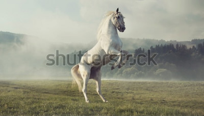 Fototapete Aufbäumendes pferd