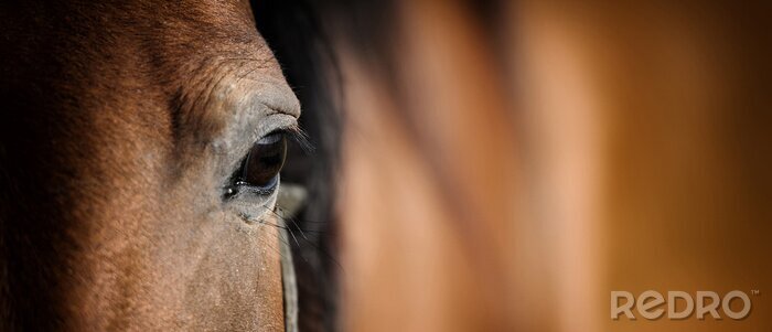 Fototapete Auge des arabischen Pferdes