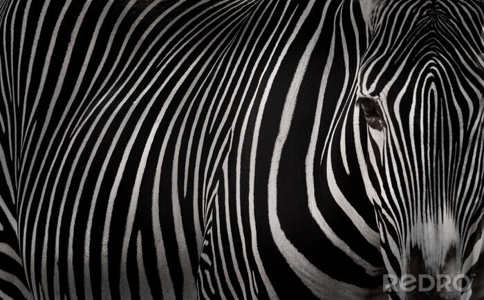 Fototapete Auge des Zebras auf dem Foto