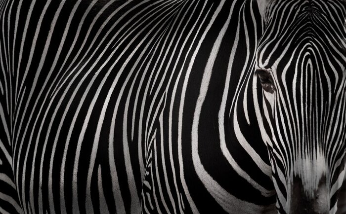 Fototapete Auge des Zebras auf dem Foto