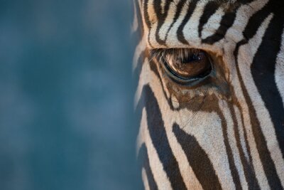 Fototapete Auge des Zebras aus der Nähe