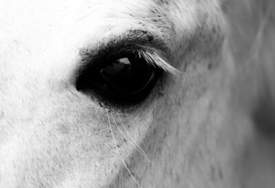 Fototapete Auge eines pferdes in nahaufnahme