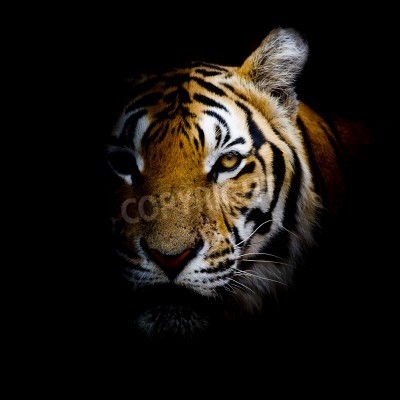 Fototapete Aus dem schatten kommender tiger