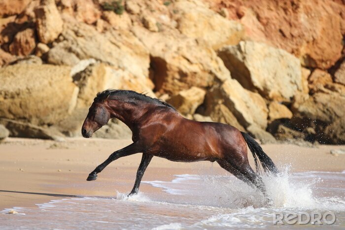 Fototapete Aus dem wasser ausgehendes pferd