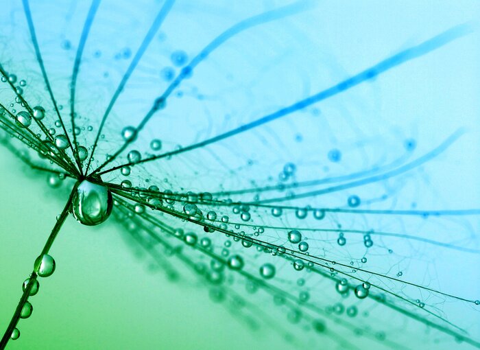 Fototapete Aus Pusteblume fallende Tropfen