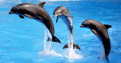 Fototapete Aus Wasser auftauchende Delfine