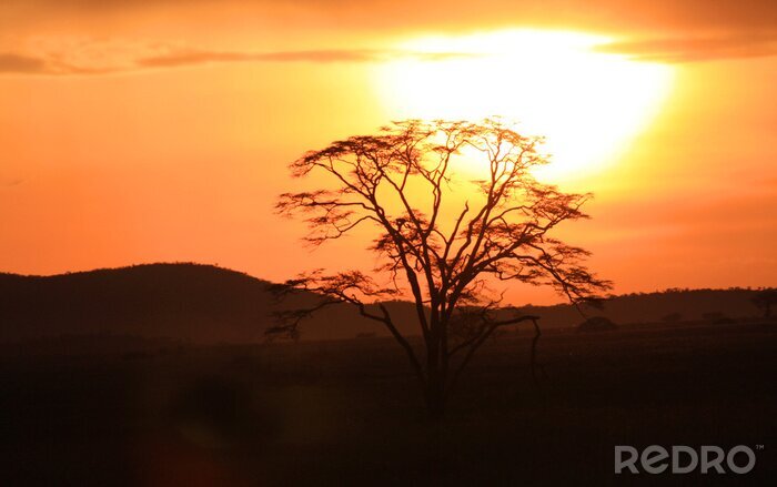 Fototapete Ausbreitende Zweige vor dem Hintergrund der Sonne