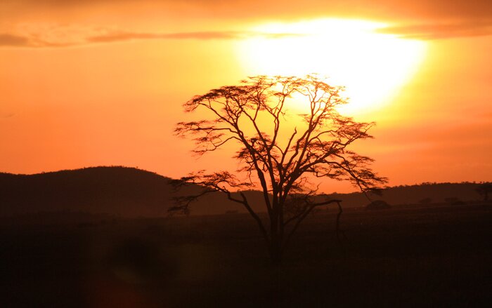 Fototapete Ausbreitende Zweige vor dem Hintergrund der Sonne