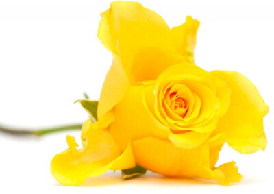 Fototapete Ausdrucksstarke gelbe Rose