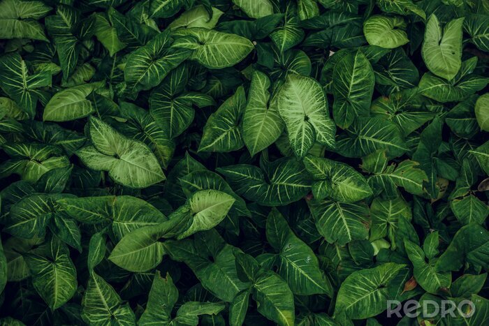 Fototapete Ausdrucksstarke grüne Blätter