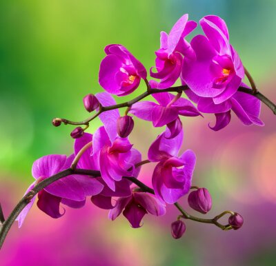 Fototapete Ausdrucksstarke Orchidee auf verschwommenem Hintergrund