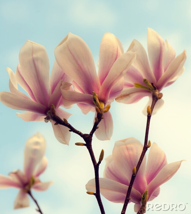 Fototapete Ausdrucksstarke rosa Magnolien