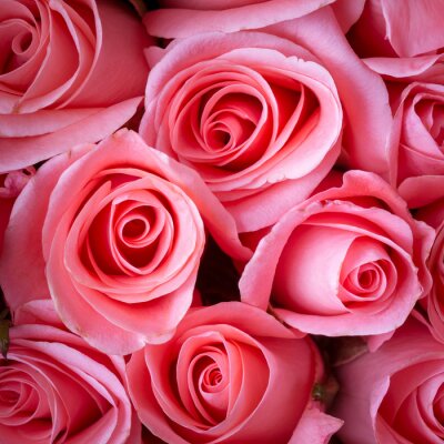 Fototapete Ausdrucksstarke rosa Rosen