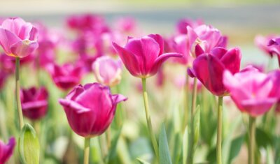 Fototapete Ausdrucksstarke rosa Tulpen