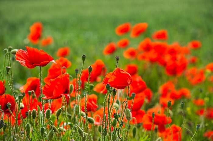 Fototapete Ausdrucksstarke rote Mohnblumen