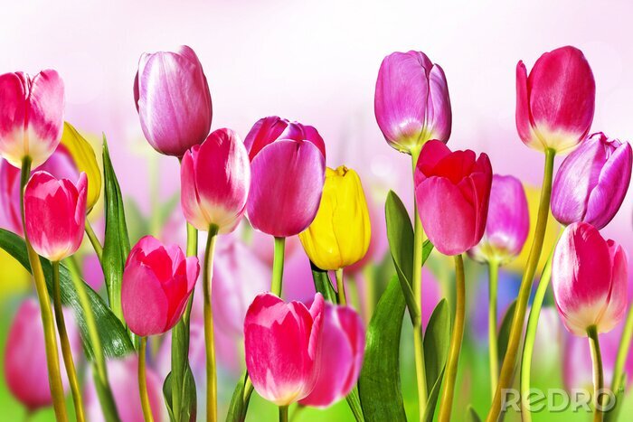 Fototapete Ausdrucksstarke Tulpenfarben