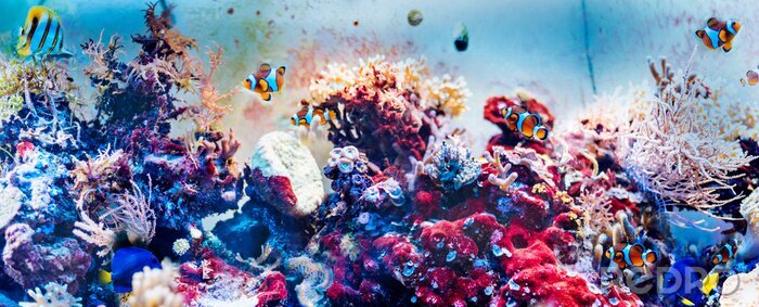 Fototapete Ausdrucksstarkes Korallenriff