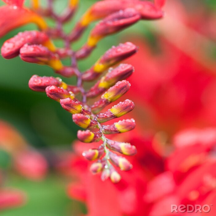 Fototapete ausgeprägte Blume