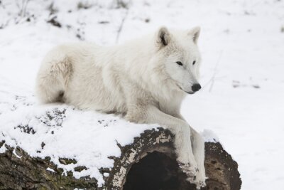 Ausruhender weißer Wolf im Schnee