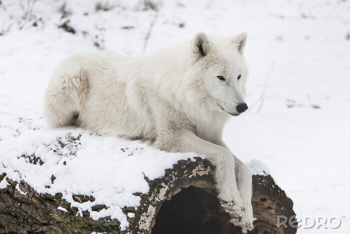Fototapete Ausruhender weißer Wolf im Schnee