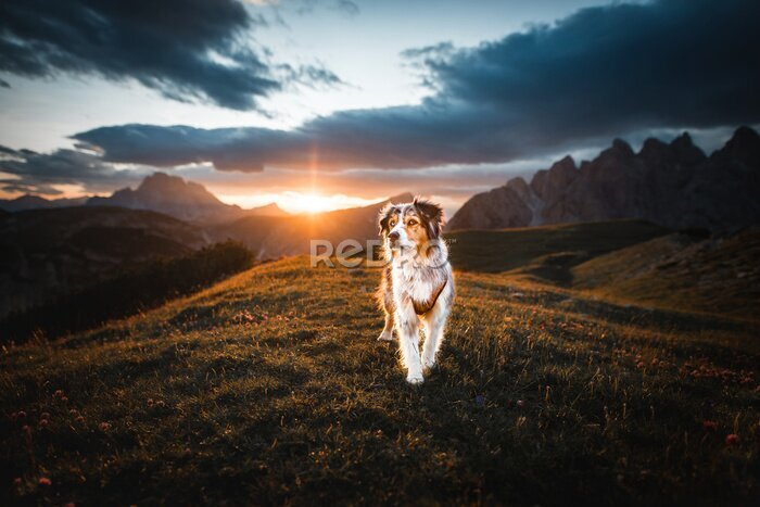 Fototapete Australian Shepherd bei Sonnenuntergang in den Bergen